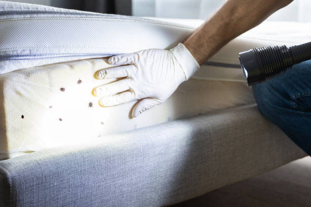 Best Cockroach Control Services  in New Market, TN